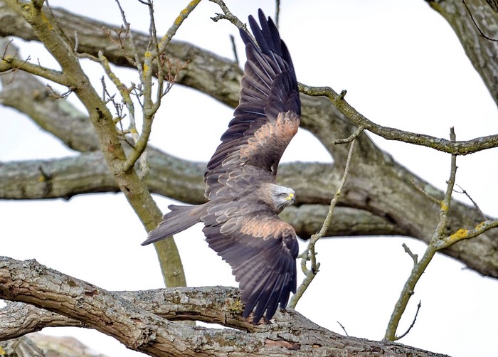 Black Kite