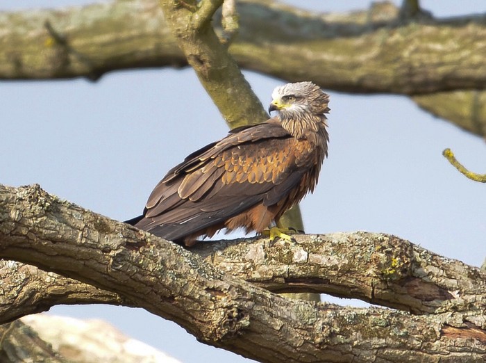 Black Kite