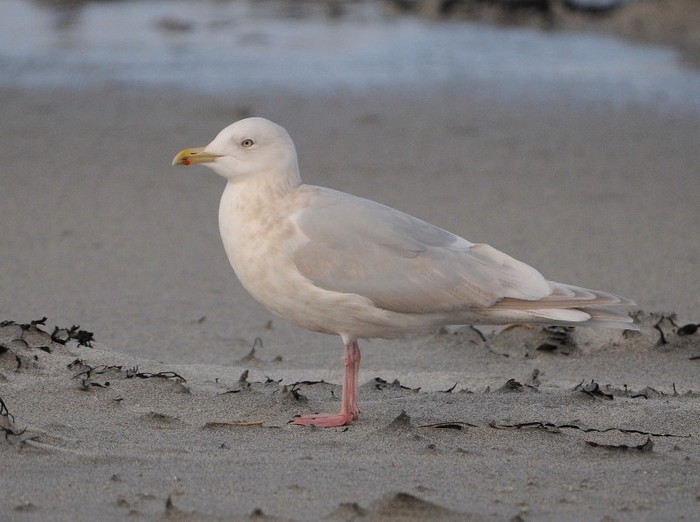 Kumlien's Gull