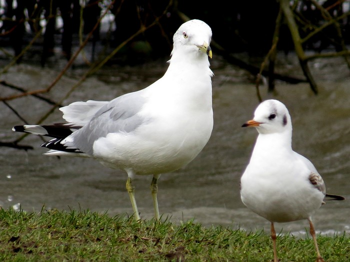 Ring-billed Gull
