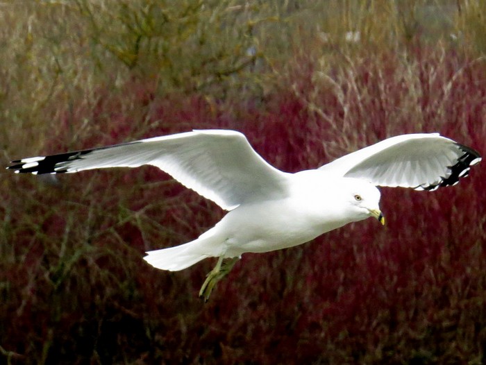 Ring-billed Gull