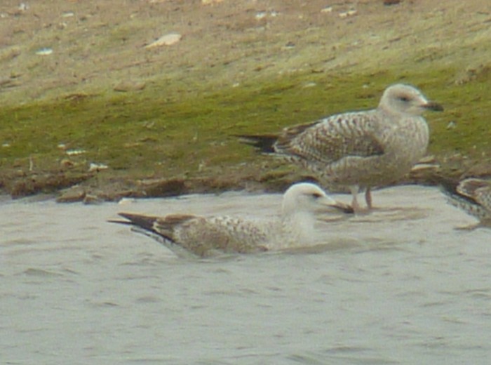 Caspian Gull