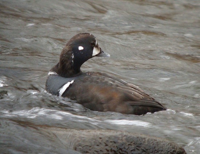 Harlequin Duck