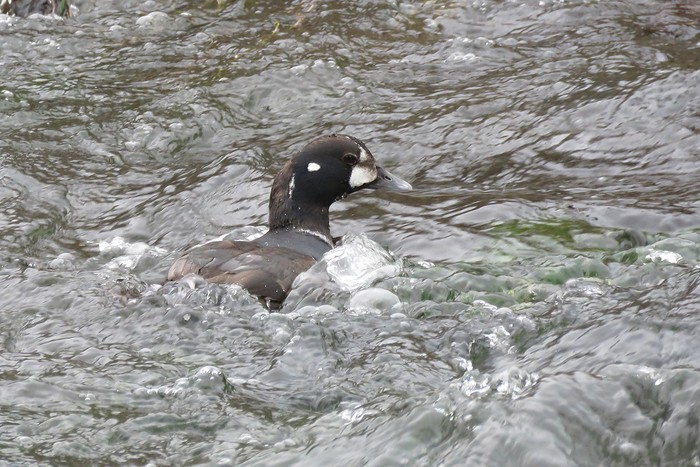 Harlequin Duck