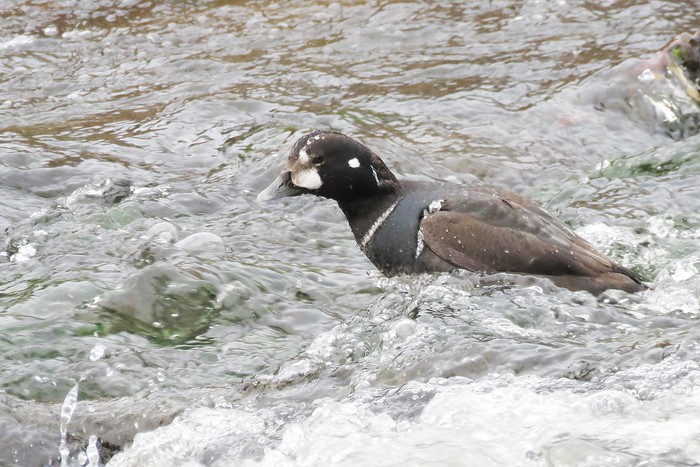 Harlequin Duck