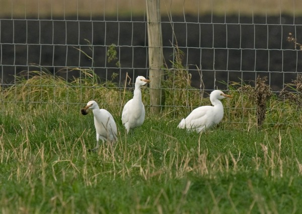 Cattle Egret