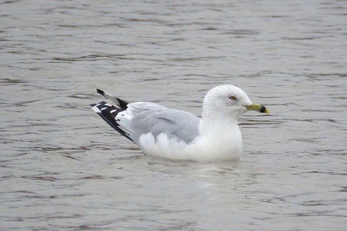 Ring-billed Gull