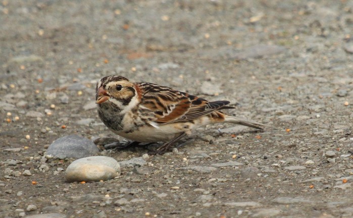 Lapland Bunting