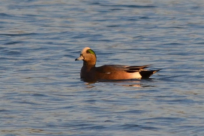 American Wigeon