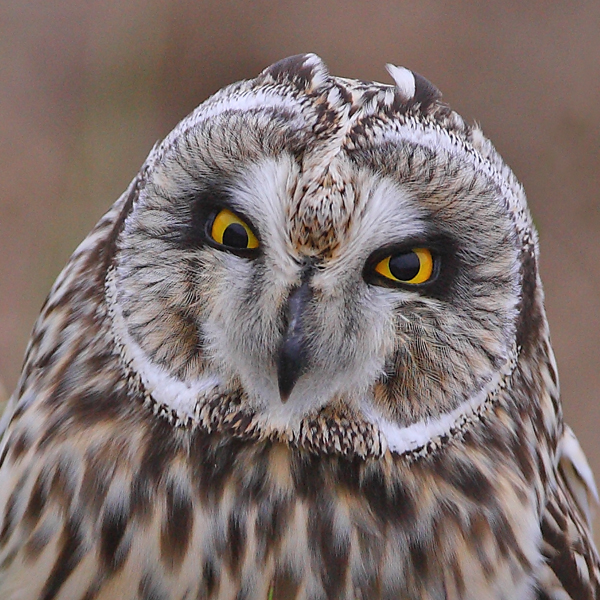 Short-eared Owl