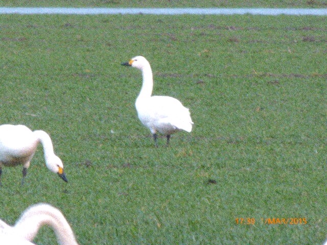 Bewick's Swan