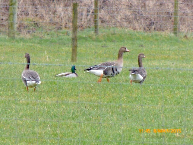Eurasian White-fronted Goose