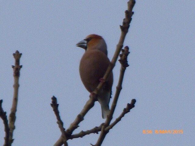 Hawfinch