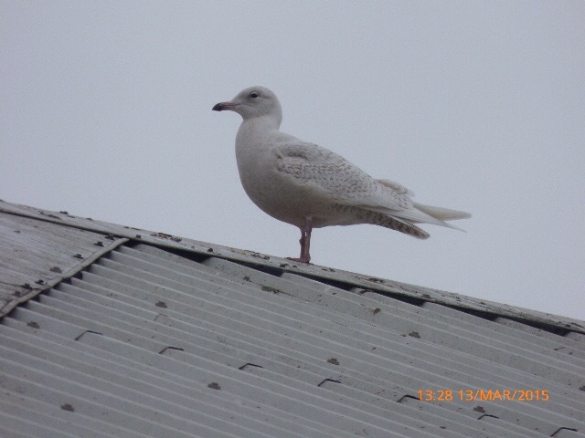 Iceland Gull