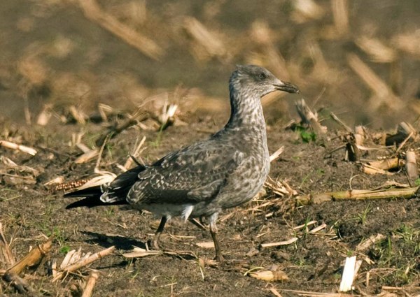 Azorean Yellow-legged Gull