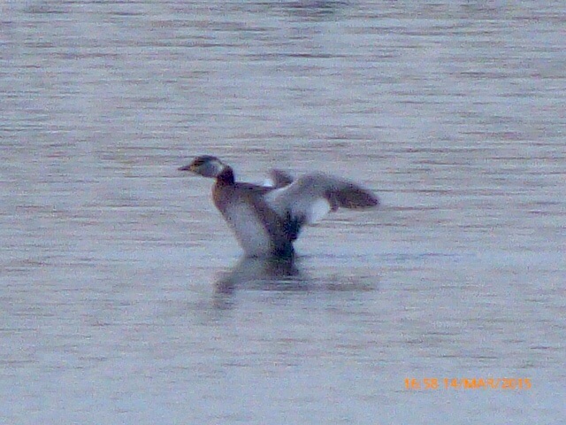 Red-necked Grebe