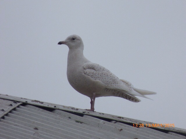 Iceland Gull