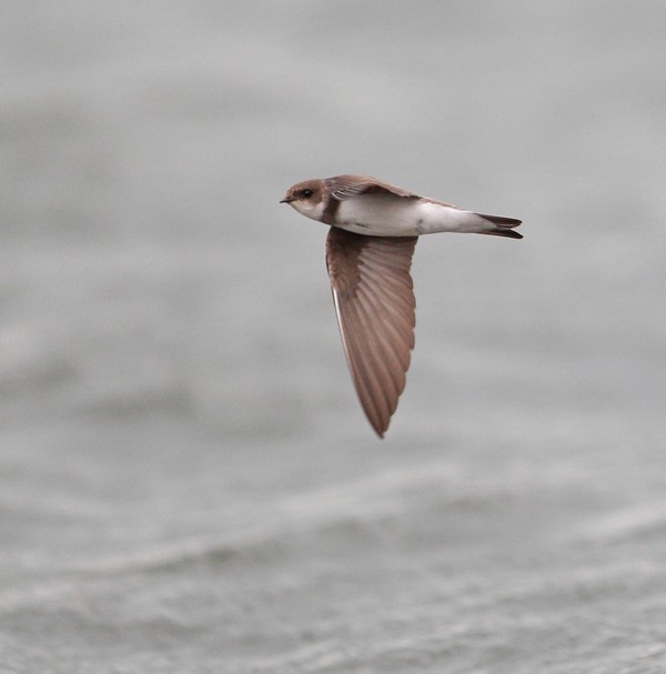 Sand Martin