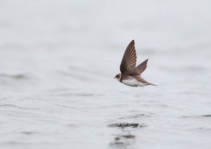 Sand Martin