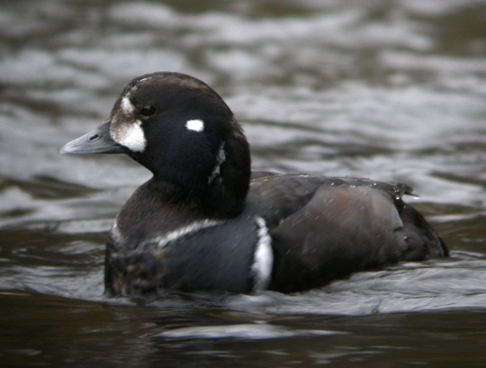 Harlequin Duck
