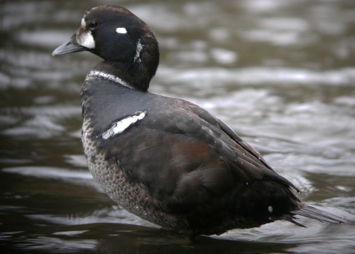 Harlequin Duck