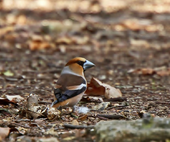 Hawfinch