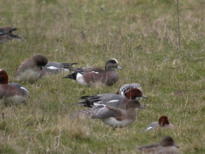 American Wigeon