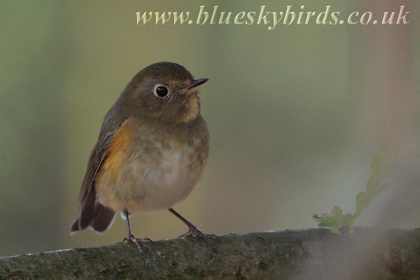 Red-flanked Bluetail