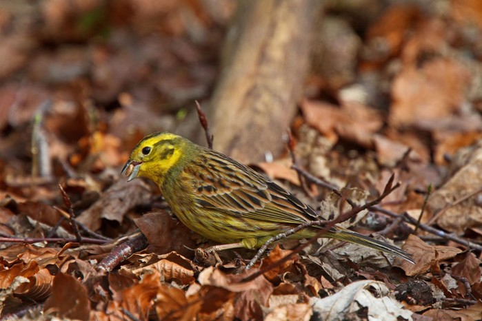 Yellowhammer