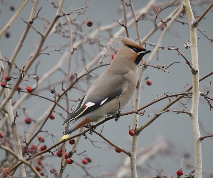Waxwing