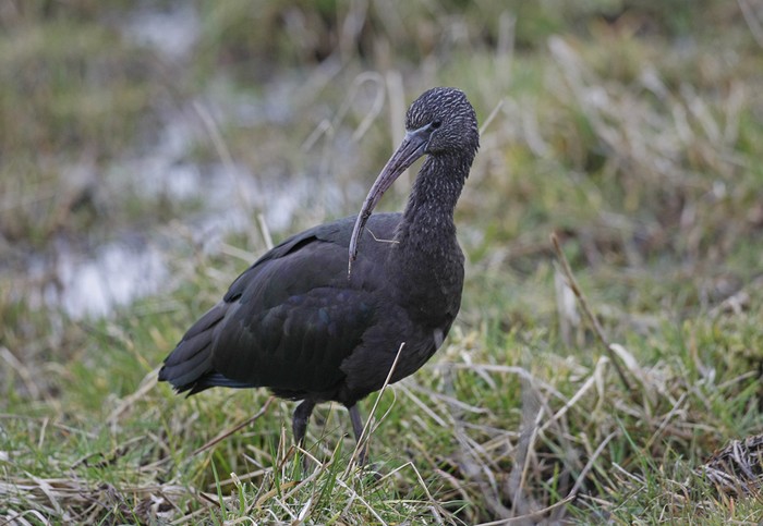 Glossy Ibis