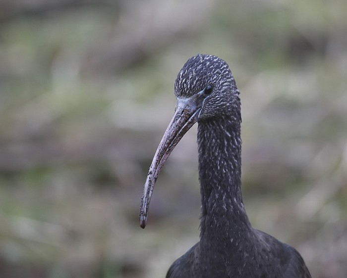 Glossy Ibis