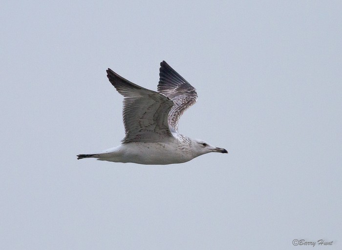 Caspian Gull