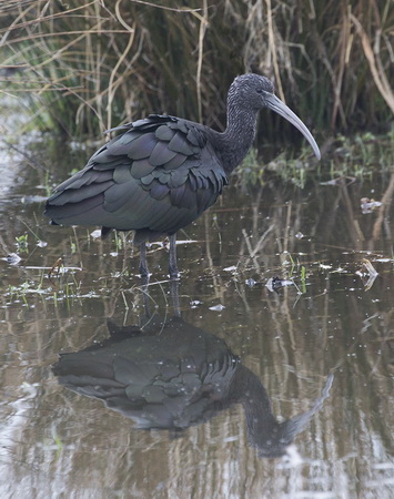 Glossy ibis