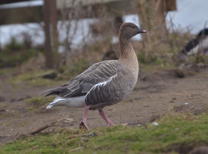 Pink-footed Goose
