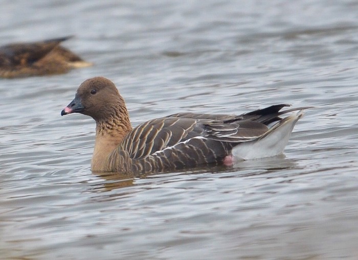 Pink-footed Goose