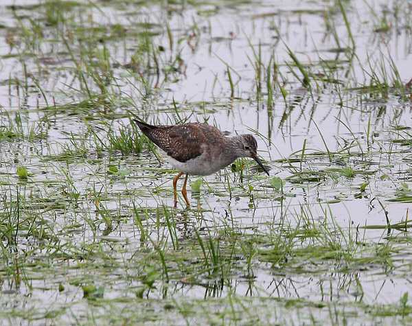Lesser Yellowlegs