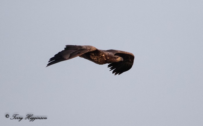 White-tailed Eagle