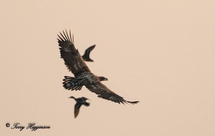 White-tailed Eagle