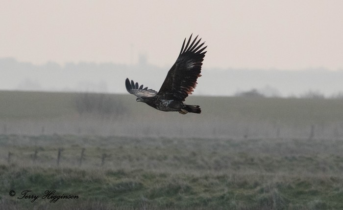 White-tailed Eagle