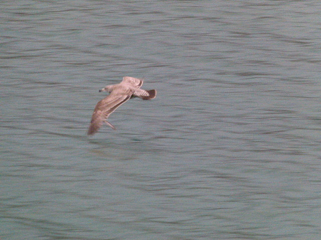 American Herring Gull