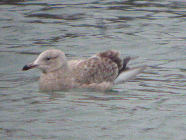 American Herring Gull