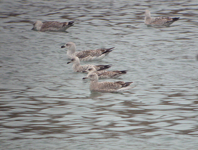 American Herring Gull