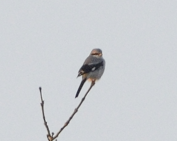 Great Grey Shrike