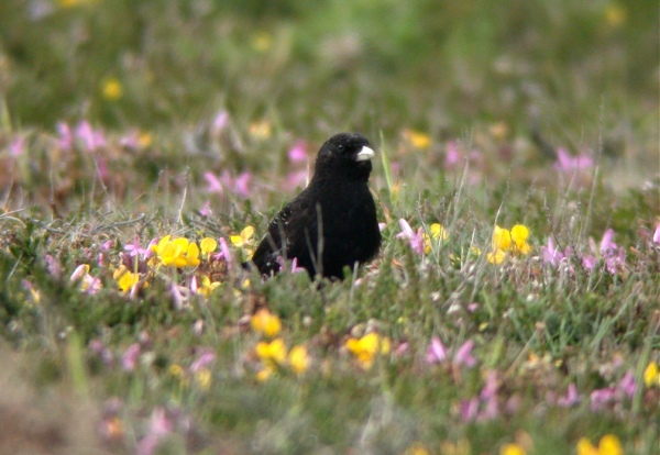 Black Lark