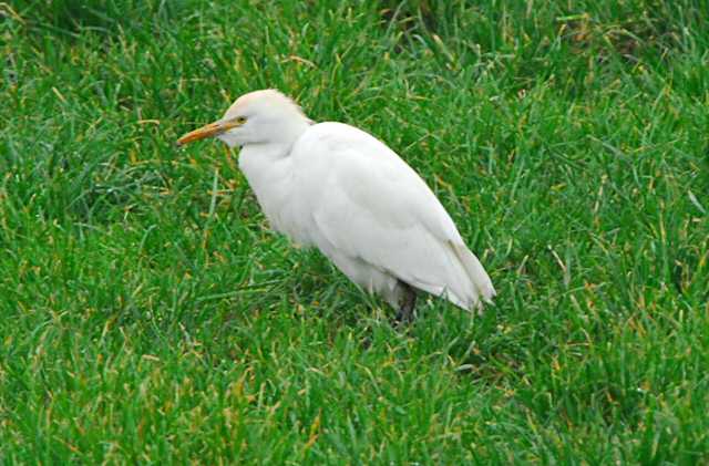 Cattle Egret