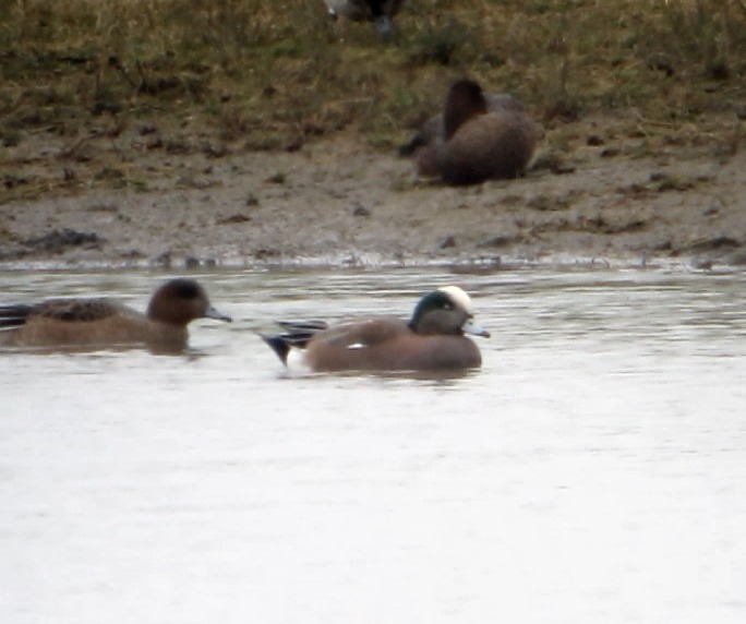 American Wigeon