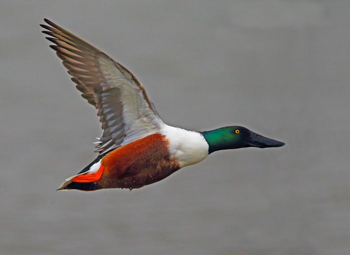 Shoveler