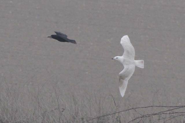 Iceland Gull