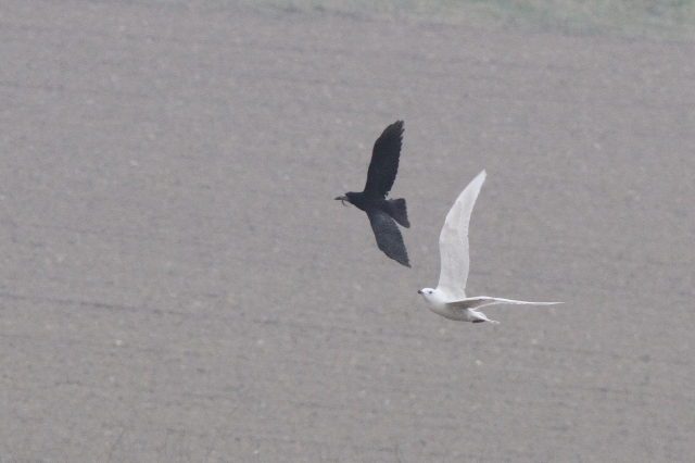 Iceland Gull
